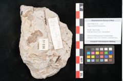 Foto (Detailansicht) von Fagus ulmifolia Ettingshausen (NHMW-GEO-2024-0188-10136)